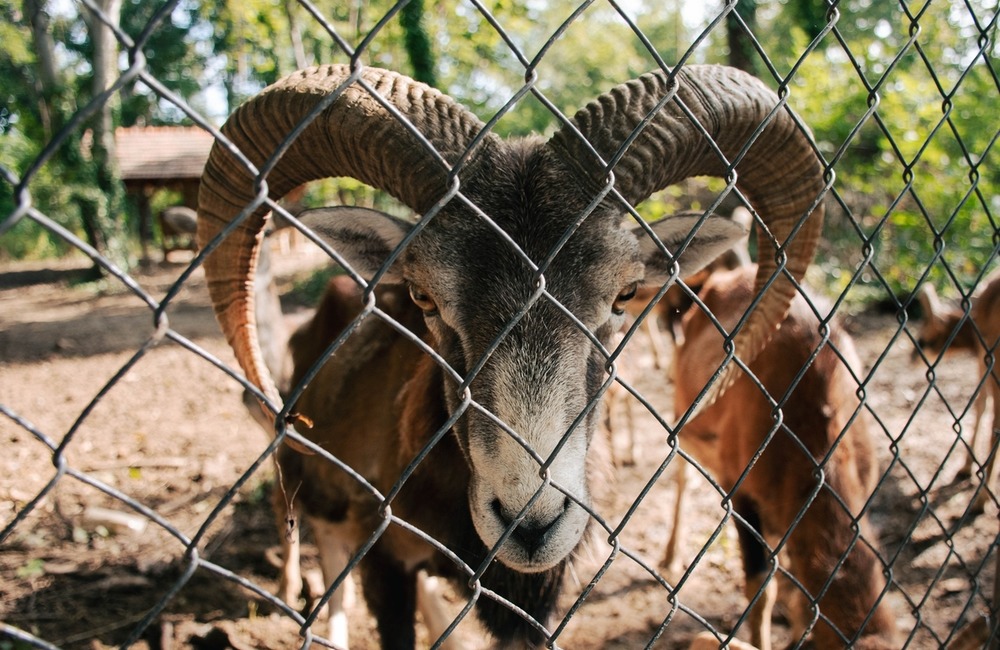 FOTO: Zvieratá v Starom parku majú nový domov , foto 2