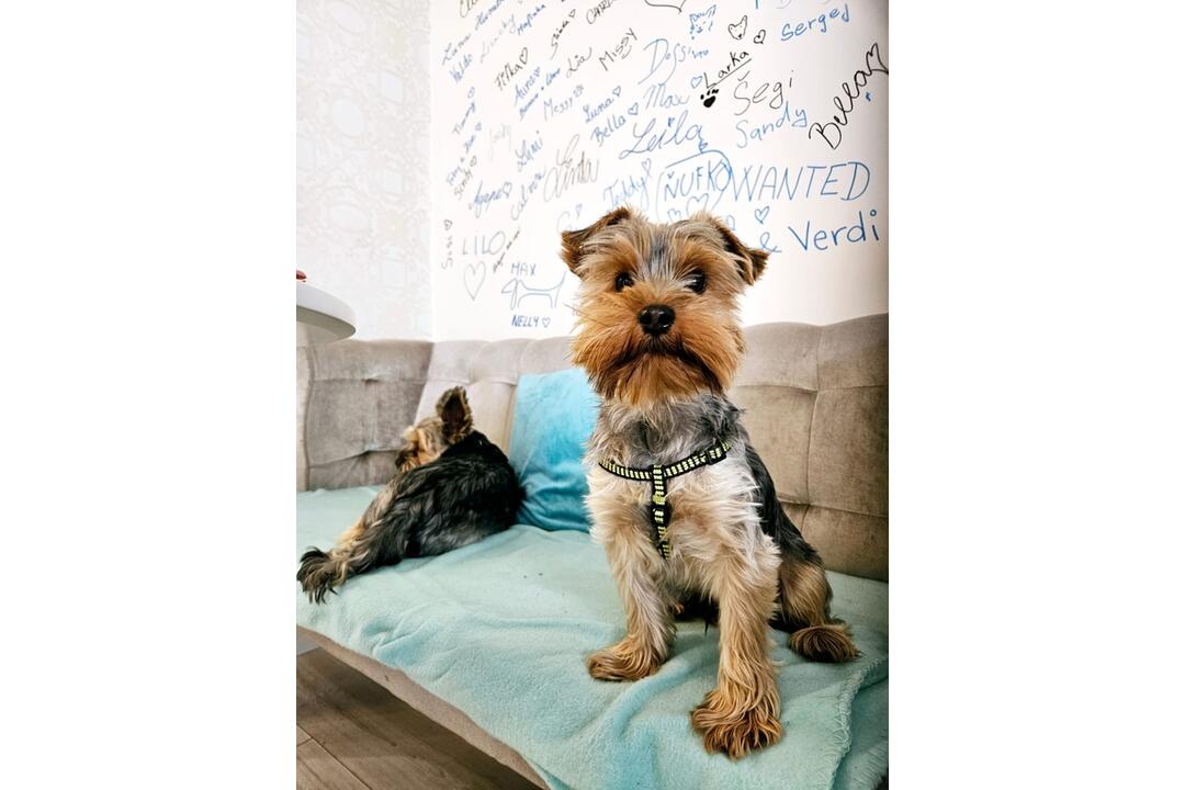 FOTO: Sanbei by Hafpark - kaviareň pre psov, foto 1