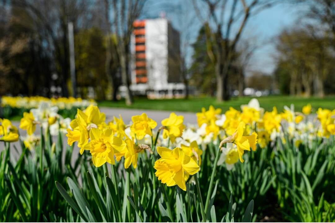 FOTO: V Nitre rozkvitli narcisy, záplava žltej vás očarí, foto 2