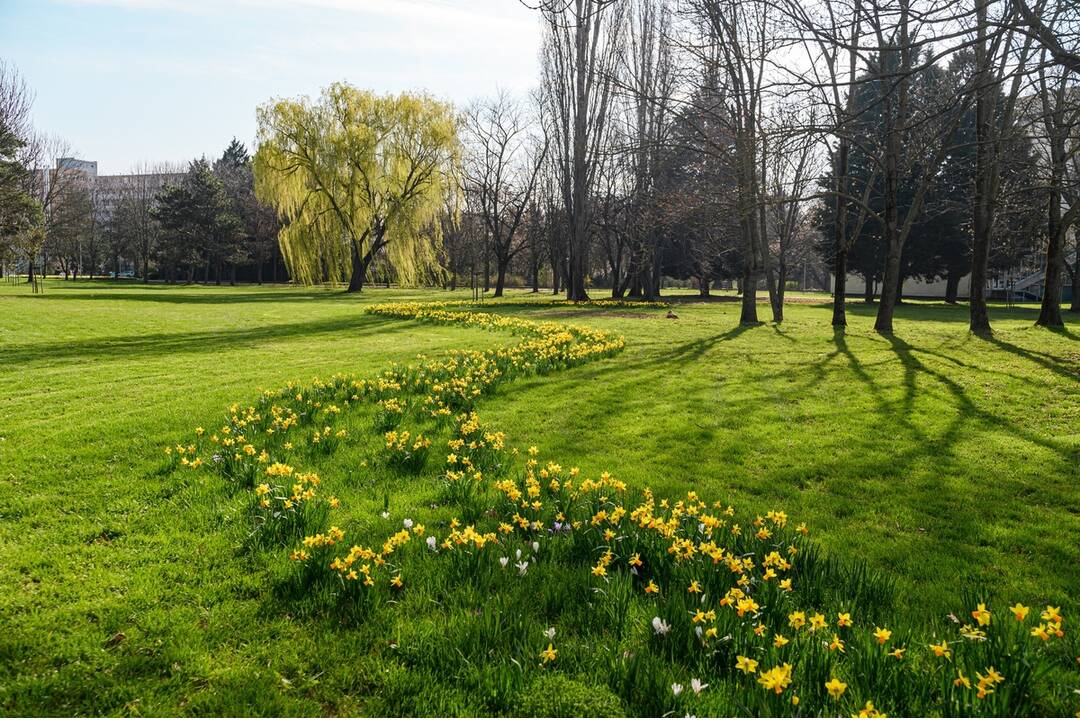 FOTO: V Nitre rozkvitli narcisy, záplava žltej vás očarí, foto 3