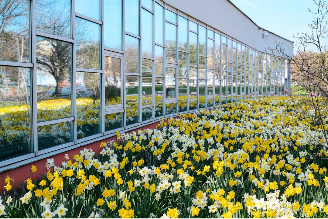 FOTO: V Nitre rozkvitli narcisy, záplava žltej vás očarí, foto 4