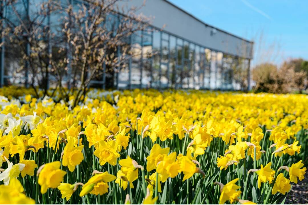 FOTO: V Nitre rozkvitli narcisy, záplava žltej vás očarí, foto 5