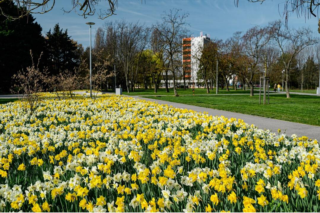 FOTO: V Nitre rozkvitli narcisy, záplava žltej vás očarí, foto 6
