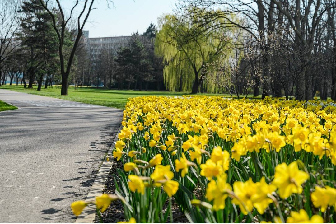 FOTO: V Nitre rozkvitli narcisy, záplava žltej vás očarí, foto 7