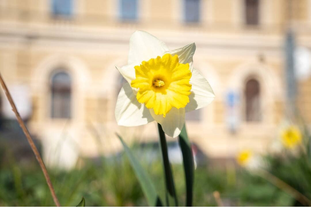FOTO: V Nitre rozkvitli narcisy, záplava žltej vás očarí, foto 8