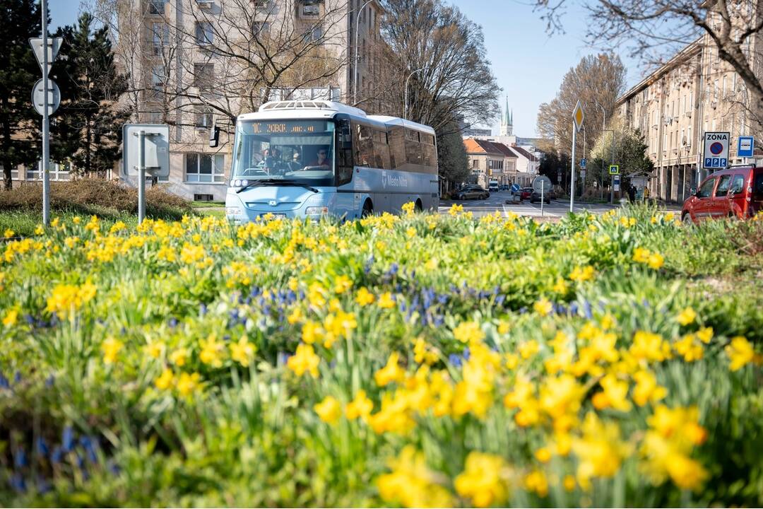 FOTO: V Nitre rozkvitli narcisy, záplava žltej vás očarí, foto 1