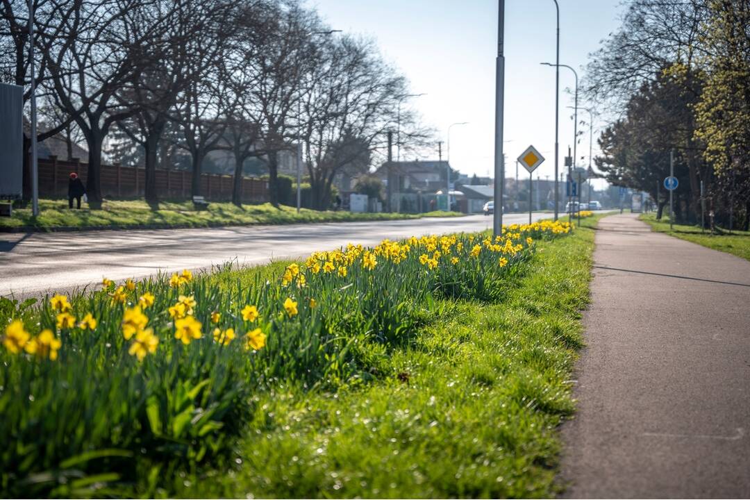 FOTO: V Nitre rozkvitli narcisy, záplava žltej vás očarí, foto 9