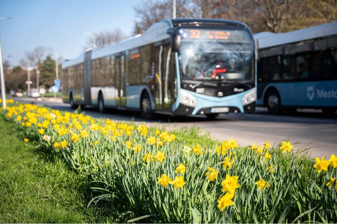 FOTO: V Nitre rozkvitli narcisy, záplava žltej vás očarí, foto 10