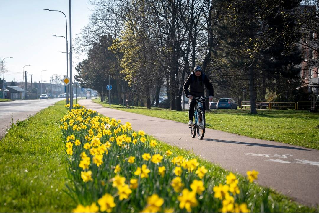 FOTO: V Nitre rozkvitli narcisy, záplava žltej vás očarí, foto 11