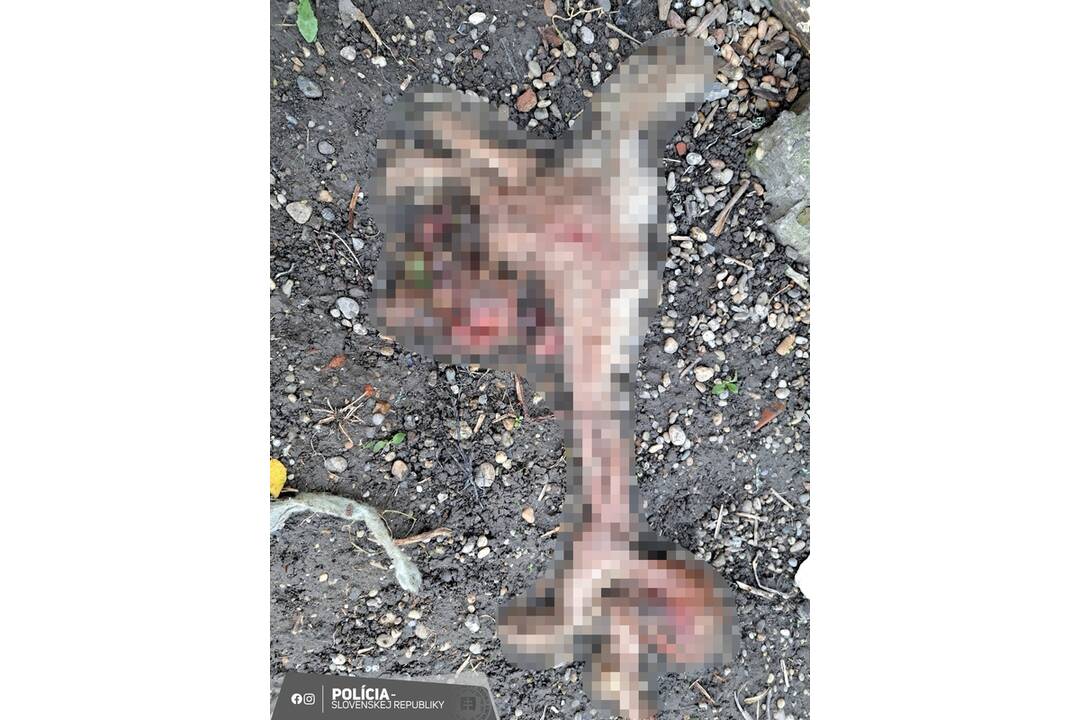 FOTO: Otrasný prípad týrania zvierat v Tvrdošovciach, foto 4