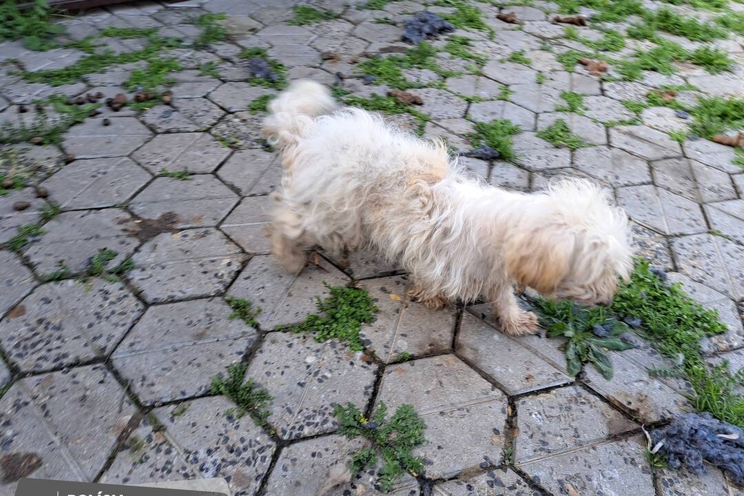 FOTO: Otrasný prípad týrania zvierat v Tvrdošovciach, foto 2