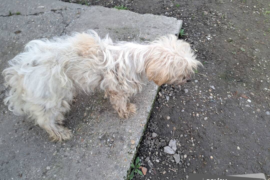 FOTO: Otrasný prípad týrania zvierat v Tvrdošovciach, foto 3