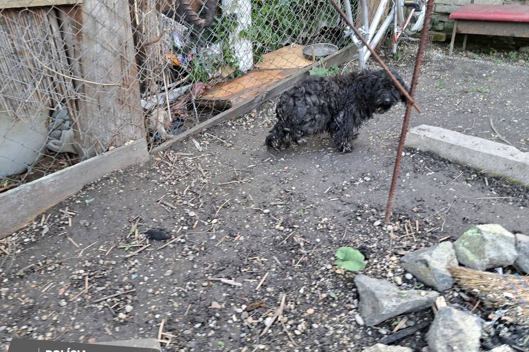 FOTO: Otrasný prípad týrania zvierat v Tvrdošovciach, foto 1