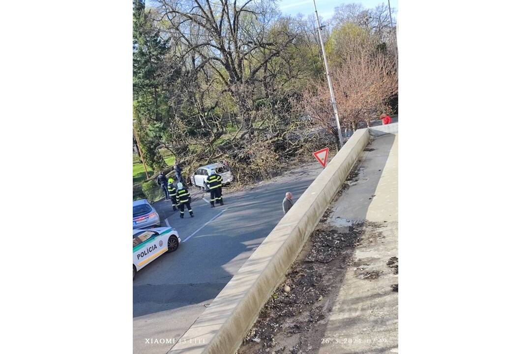 FOTO: V Leviciach sa zrútil strom rovno na autá, foto 1