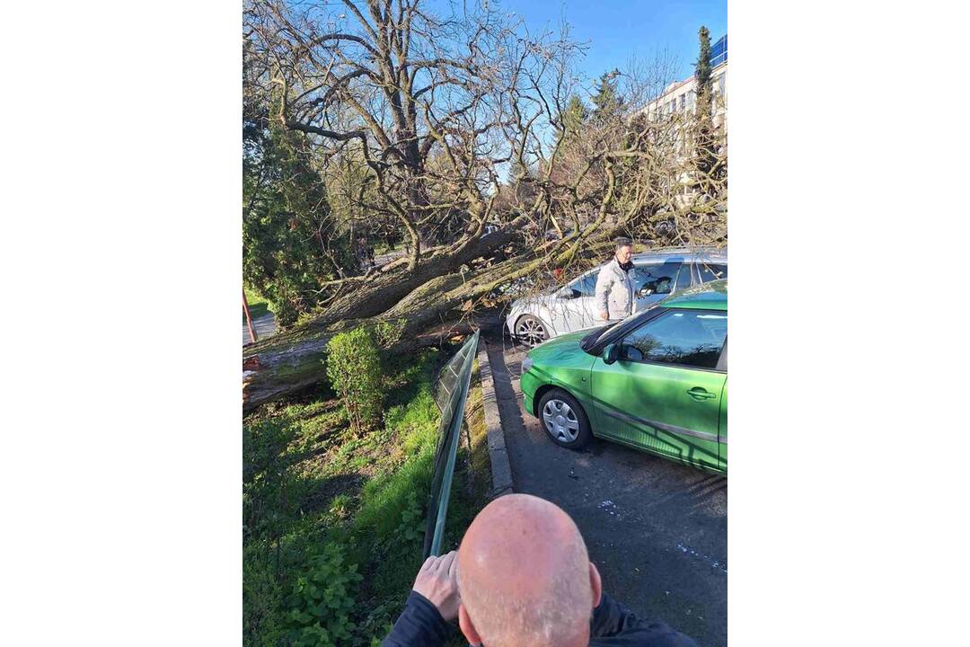 FOTO: V Leviciach sa zrútil strom rovno na autá, foto 5
