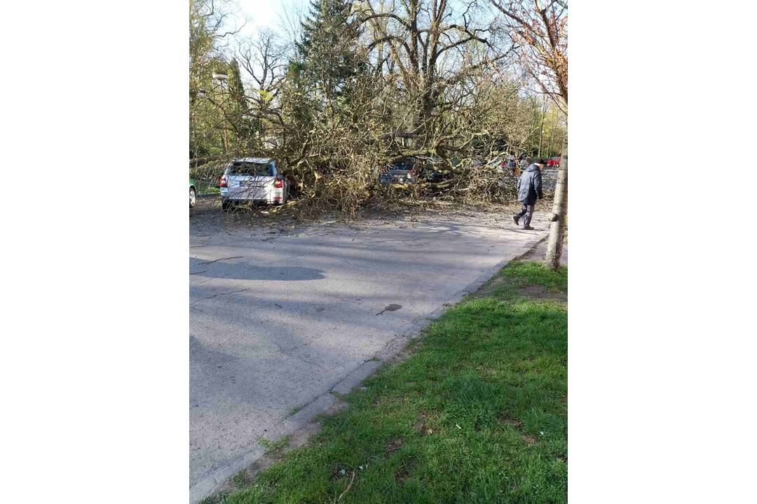 FOTO: V Leviciach sa zrútil strom rovno na autá, foto 6