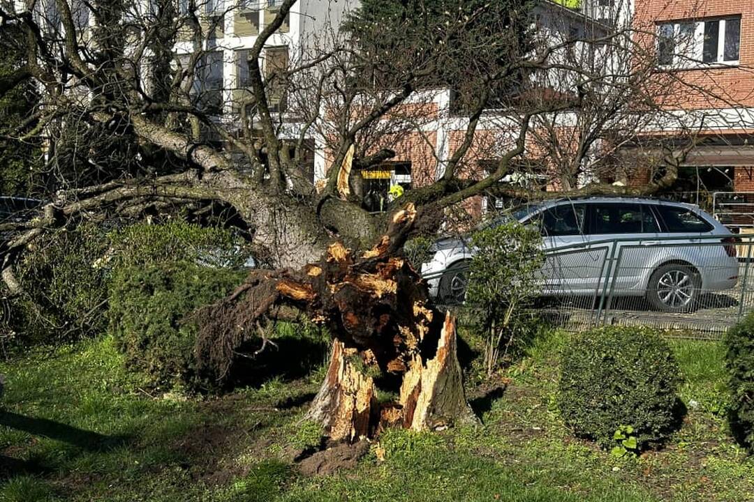 FOTO: V Leviciach sa zrútil strom rovno na autá, foto 7