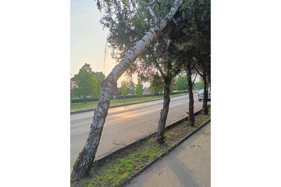 FOTO: Silný vietor polámal v Šuranoch stromy, foto 1