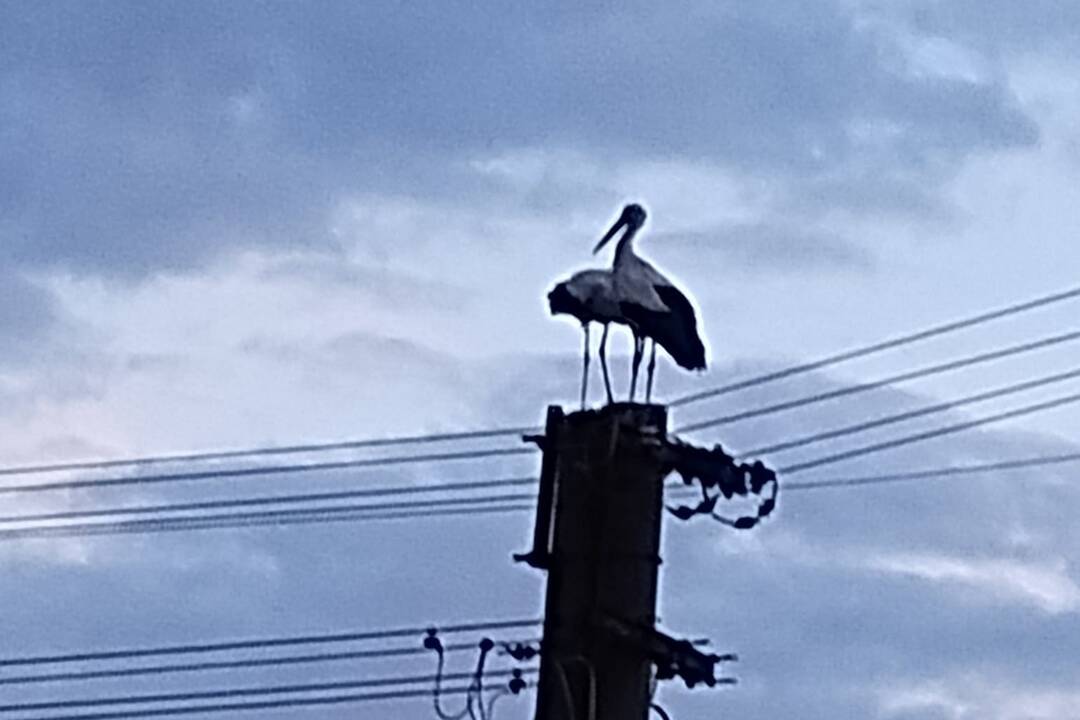 FOTO: Bociany v Nových Sadoch, foto 3