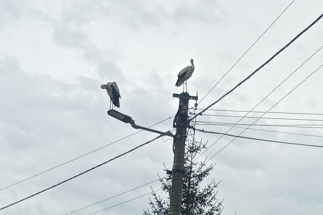 FOTO: Bociany v Nových Sadoch, foto 1