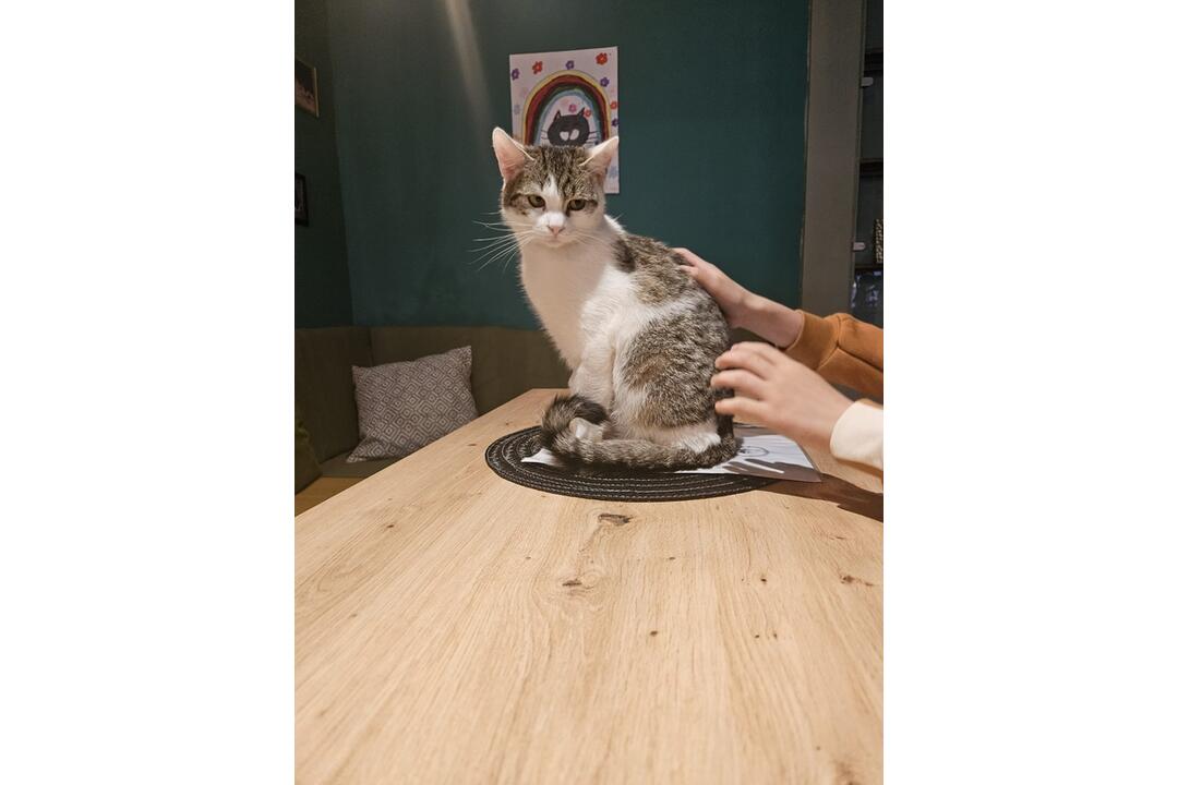 FOTO: Mňaukíza - prvá mačacia kaviareň v Nitre, foto 10