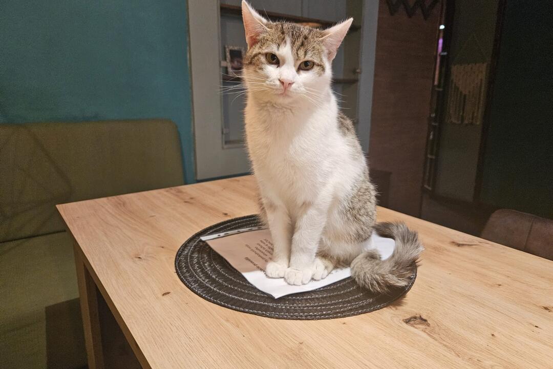 FOTO: Mňaukíza - prvá mačacia kaviareň v Nitre, foto 6