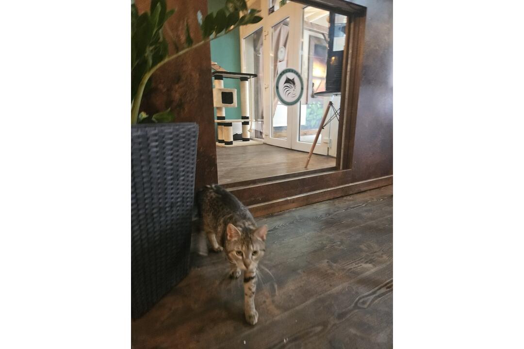 FOTO: Mňaukíza - prvá mačacia kaviareň v Nitre, foto 7