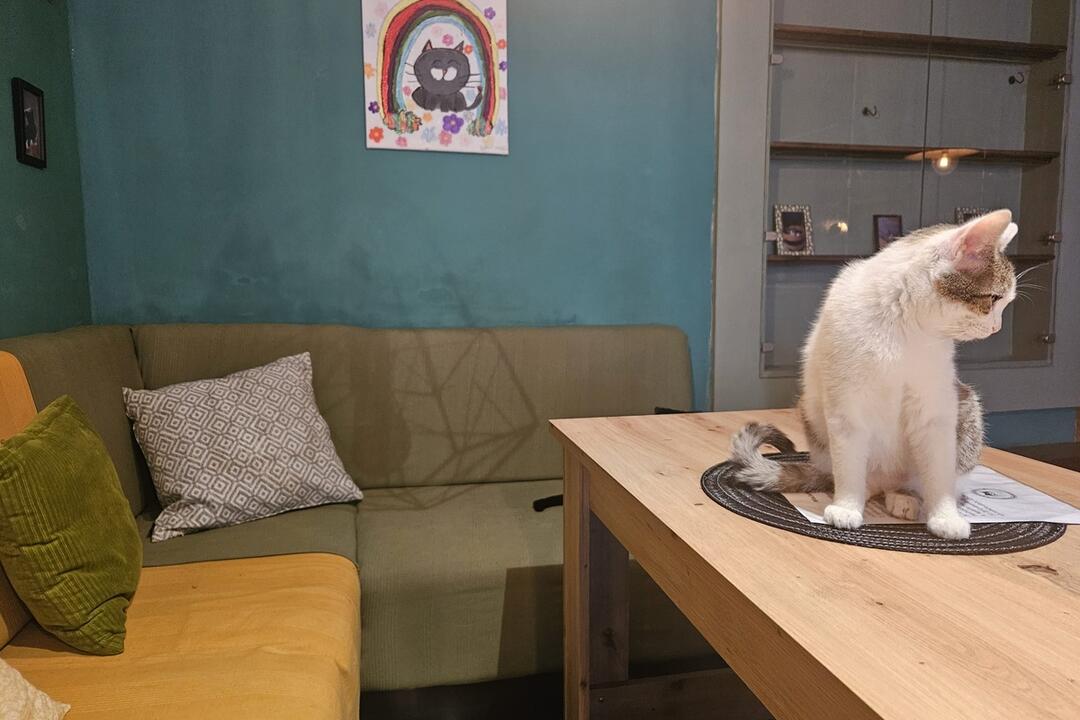 FOTO: Mňaukíza - prvá mačacia kaviareň v Nitre, foto 9