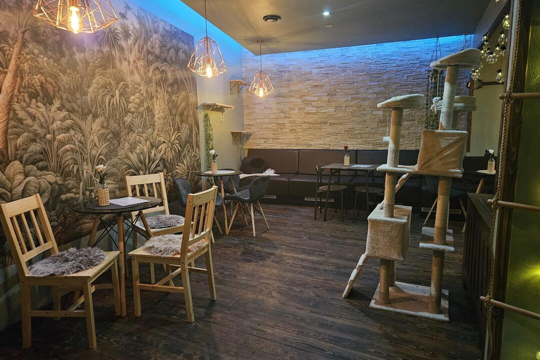 FOTO: Mňaukíza - prvá mačacia kaviareň v Nitre, foto 11