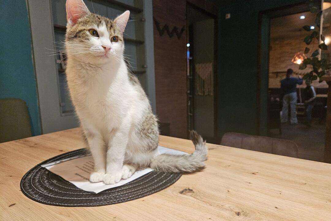 FOTO: Mňaukíza - prvá mačacia kaviareň v Nitre, foto 12