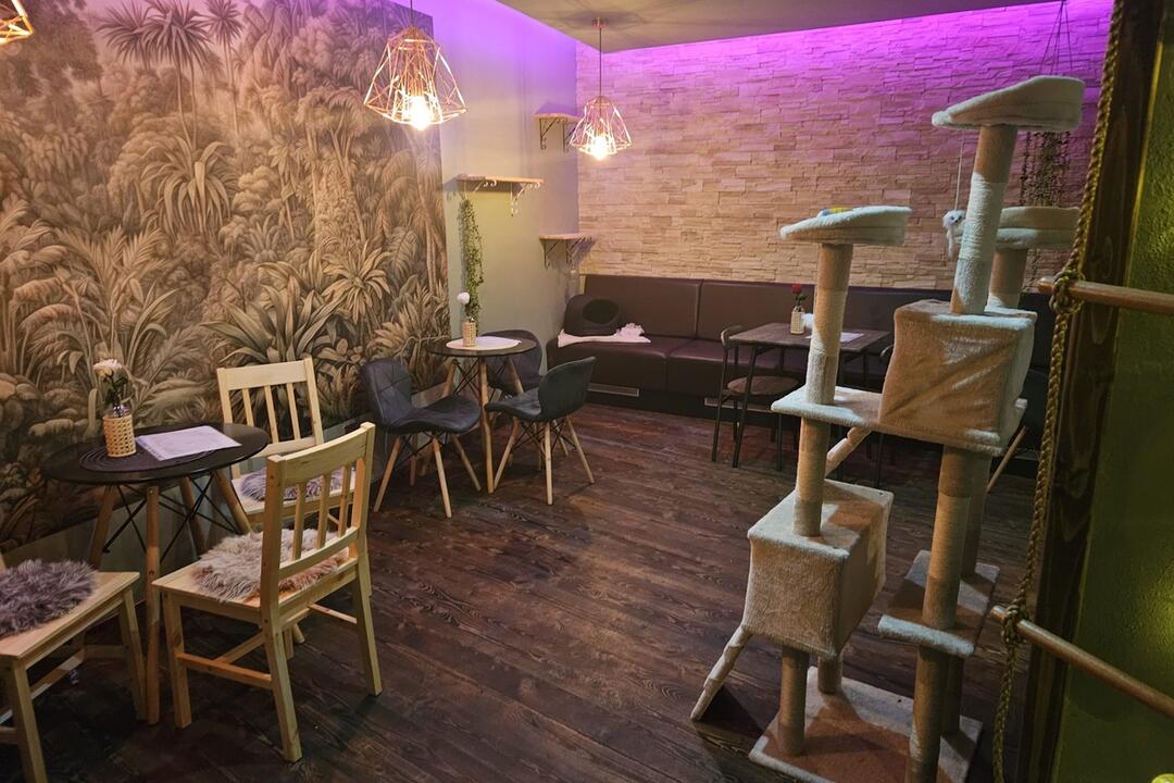 FOTO: Mňaukíza - prvá mačacia kaviareň v Nitre, foto 5