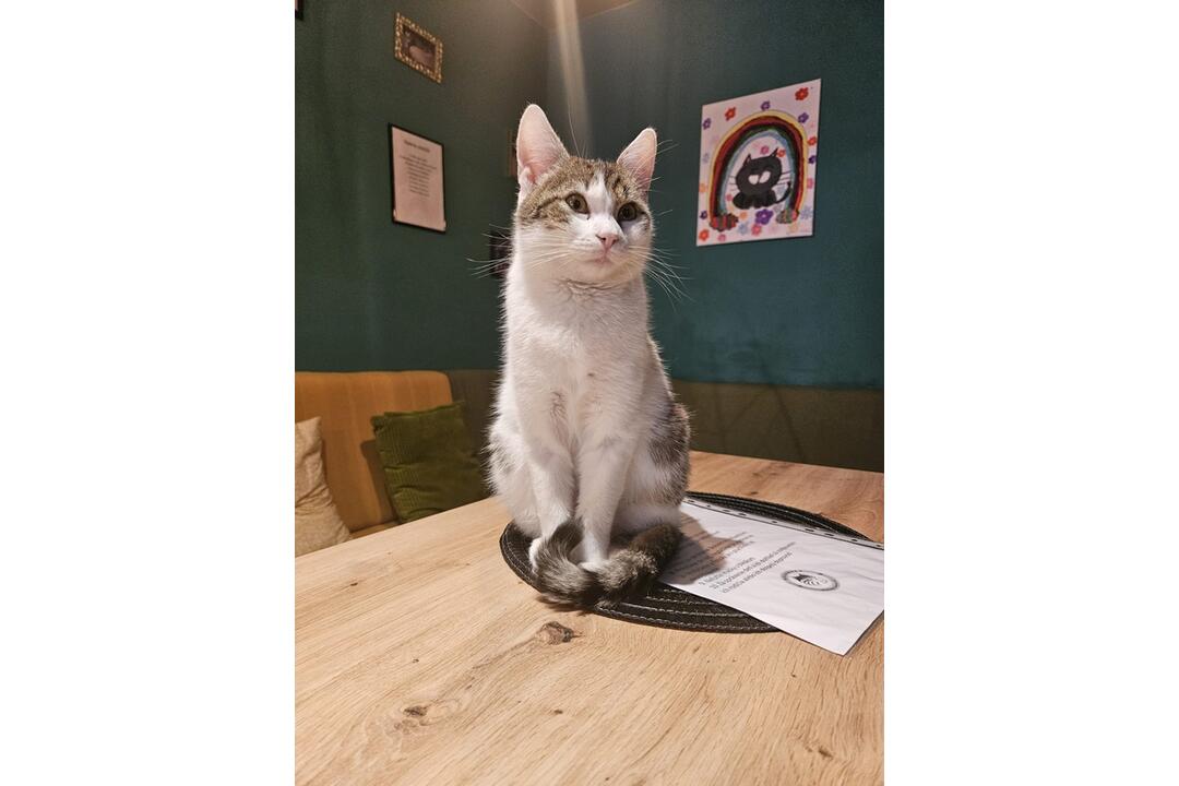 FOTO: Mňaukíza - prvá mačacia kaviareň v Nitre, foto 13
