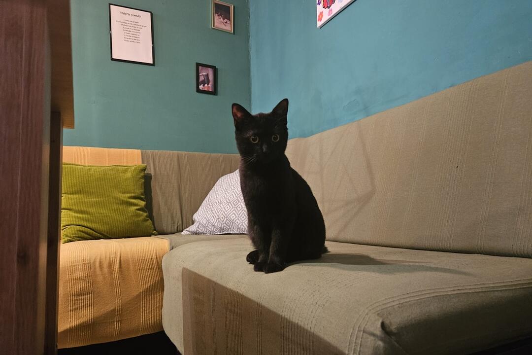 FOTO: Mňaukíza - prvá mačacia kaviareň v Nitre, foto 3
