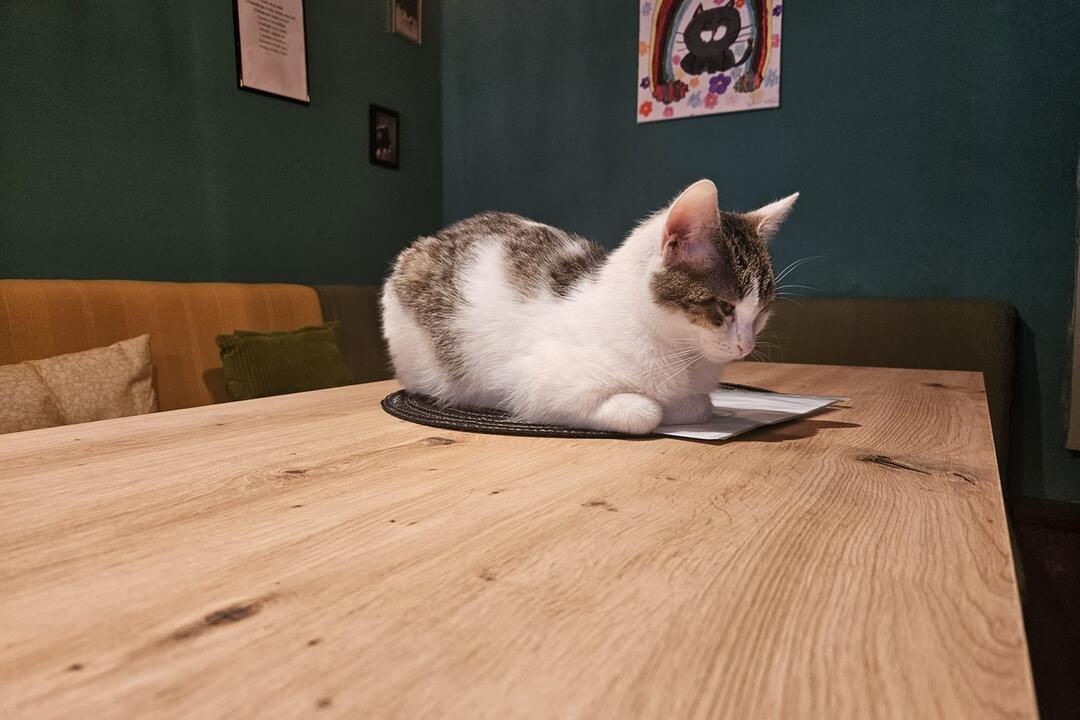 FOTO: Mňaukíza - prvá mačacia kaviareň v Nitre, foto 14