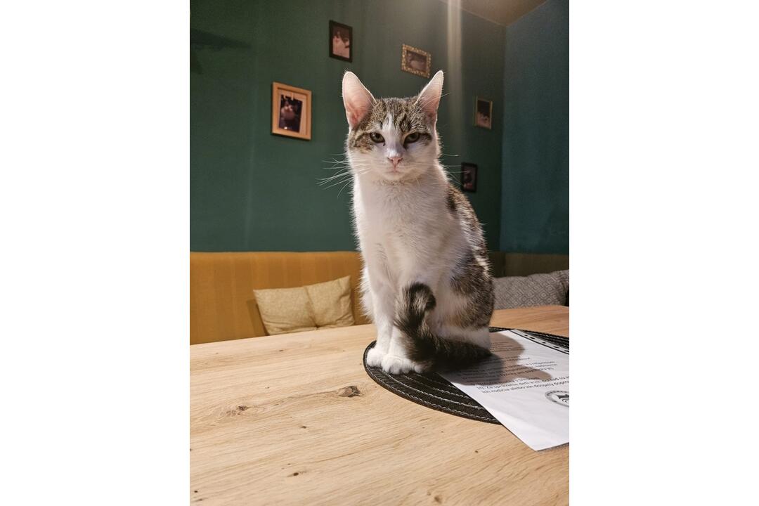 FOTO: Mňaukíza - prvá mačacia kaviareň v Nitre, foto 17