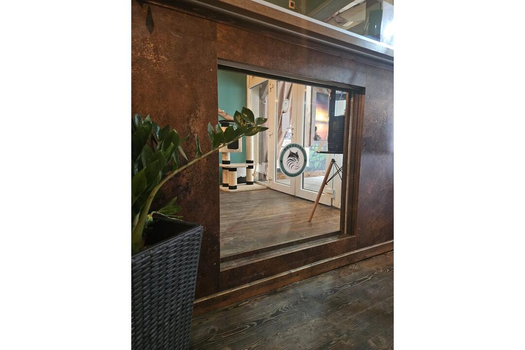 FOTO: Mňaukíza - prvá mačacia kaviareň v Nitre, foto 15