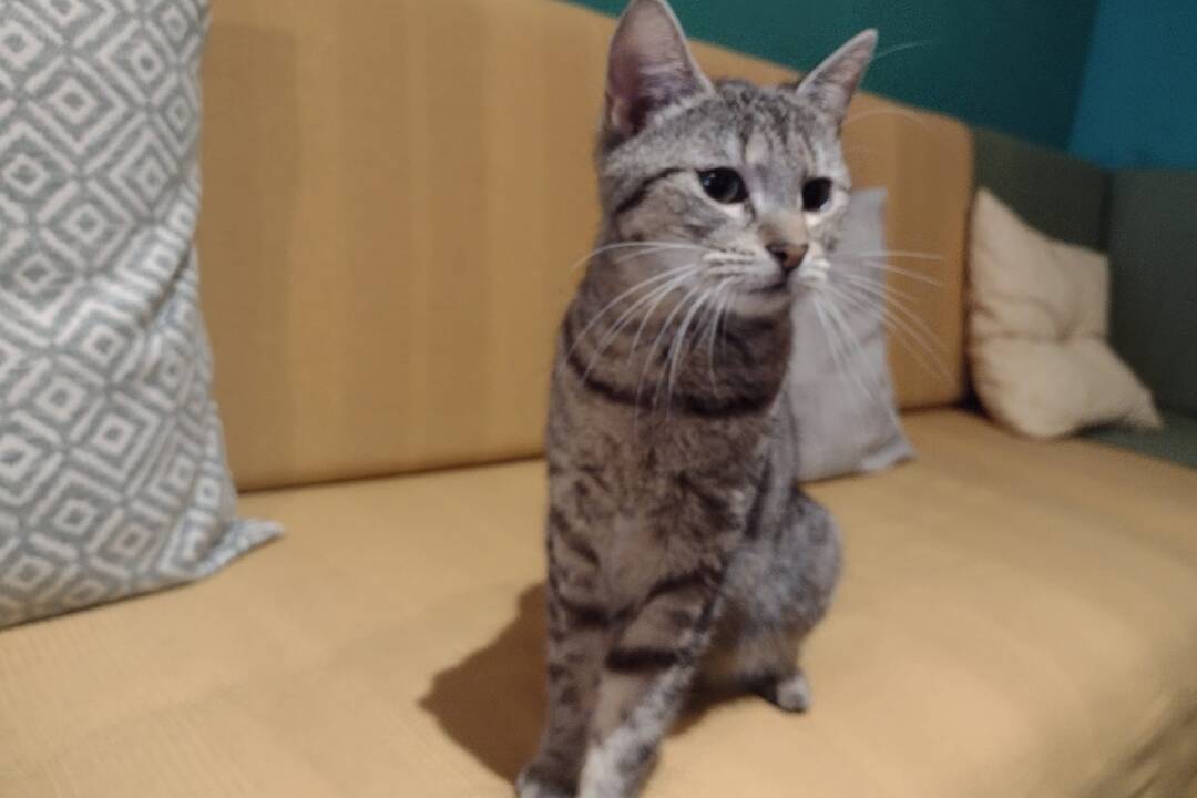 FOTO: Mňaukíza - prvá mačacia kaviareň v Nitre, foto 16