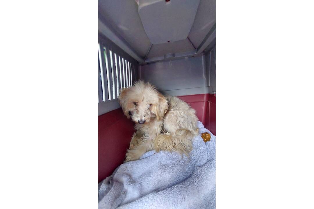 FOTO: Zachránené psíky z osady pôjdu do nitrianskeho útulku, foto 4