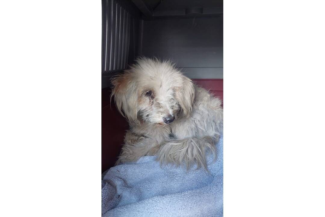 FOTO: Zachránené psíky z osady pôjdu do nitrianskeho útulku, foto 5