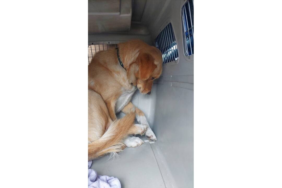 FOTO: Zachránené psíky z osady pôjdu do nitrianskeho útulku, foto 9