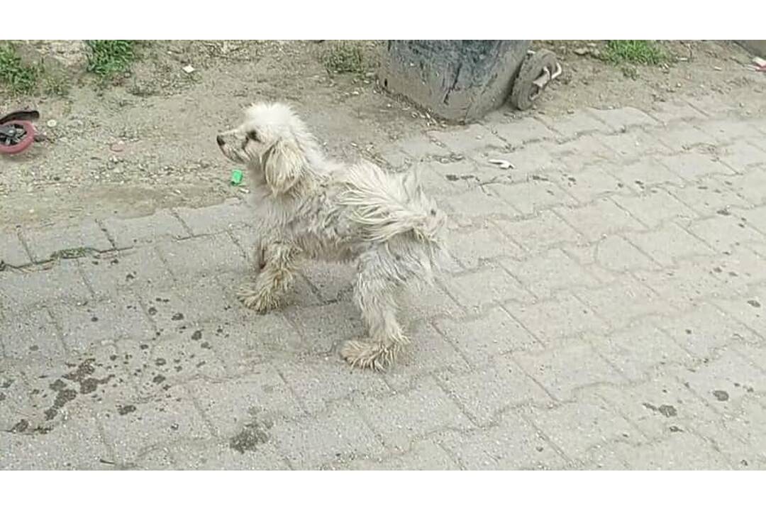 FOTO: Zachránené psíky z osady pôjdu do nitrianskeho útulku, foto 10