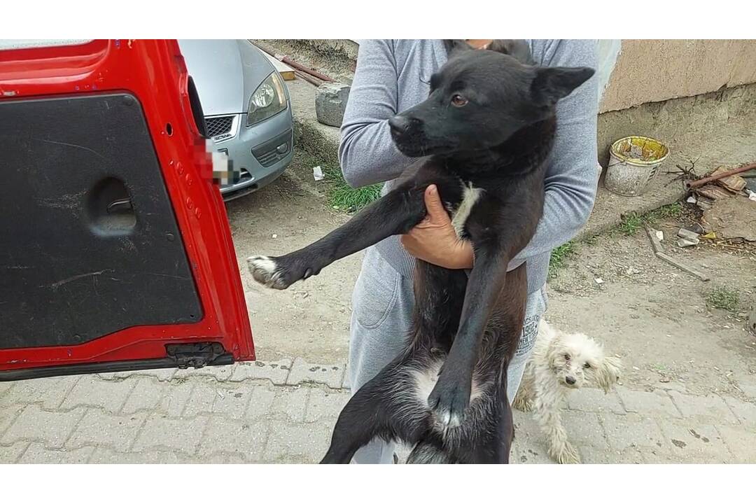 FOTO: Zachránené psíky z osady pôjdu do nitrianskeho útulku, foto 11