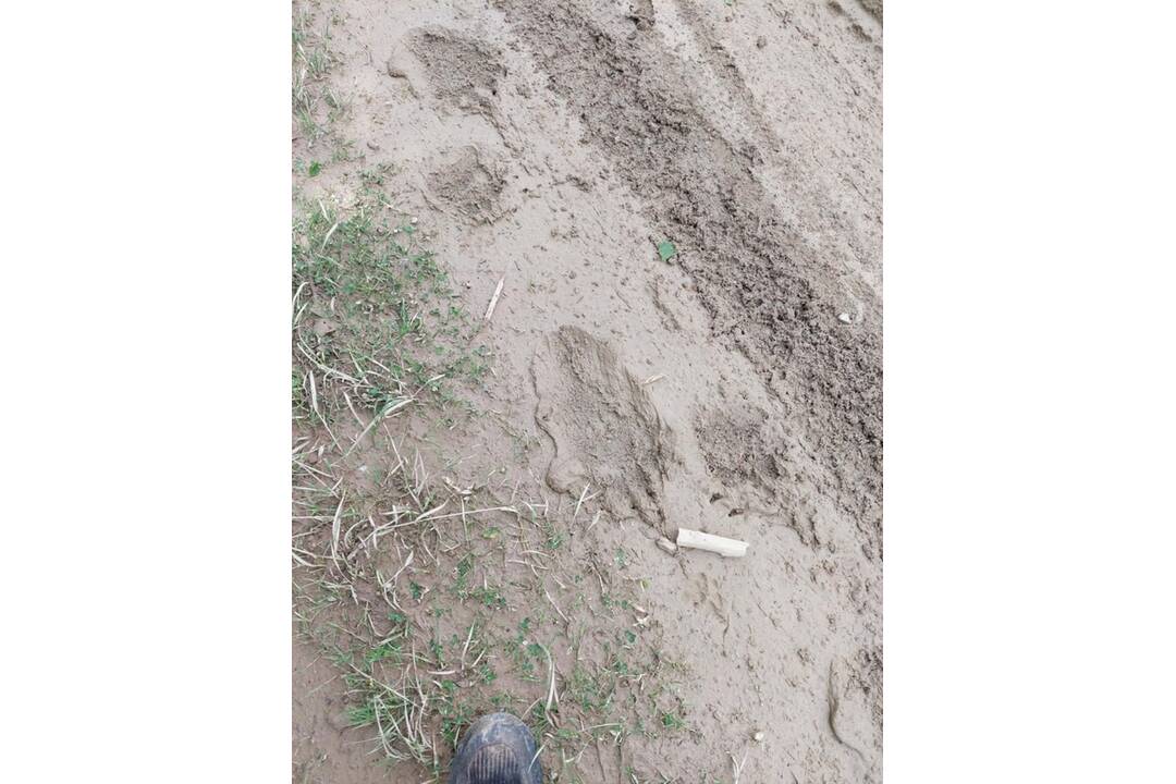 FOTO: Pri obci Skýcov neďaleko Zlatých Moraviec sa našli medvedie stopy, foto 2