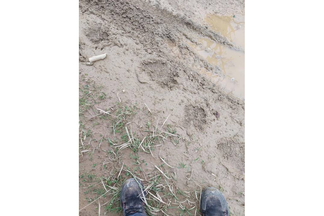 FOTO: Pri obci Skýcov neďaleko Zlatých Moraviec sa našli medvedie stopy, foto 3