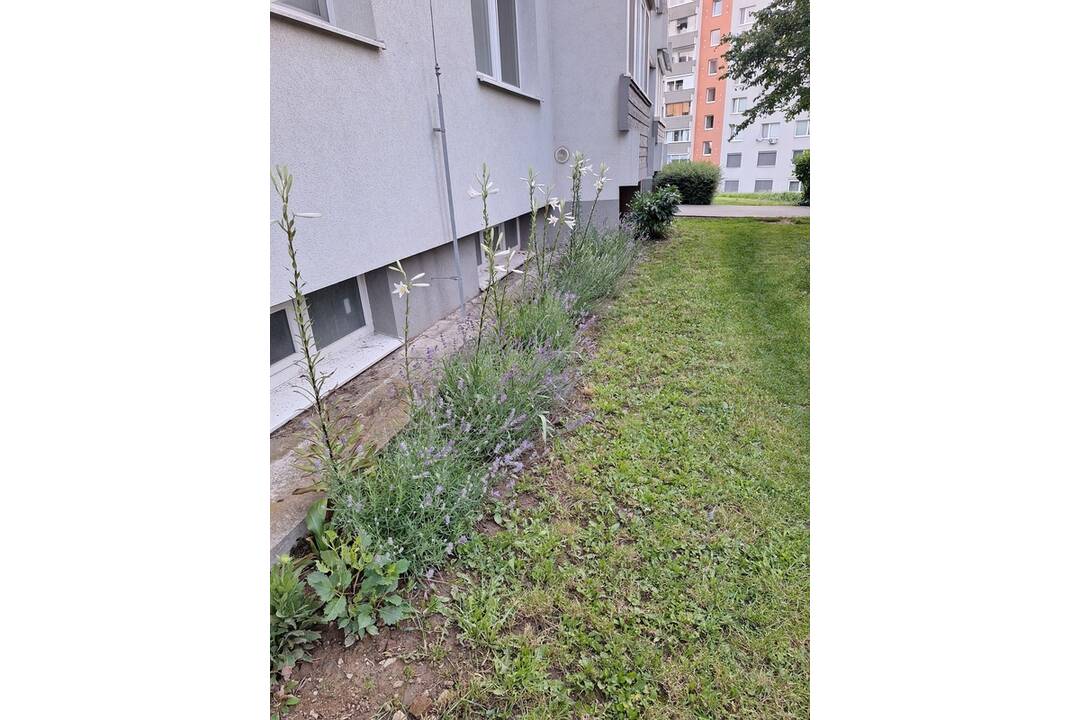 FOTO: Akčná Nitrianka zobrala kosačku a vyriešila problém s vysokou trávou pri paneláku, foto 8