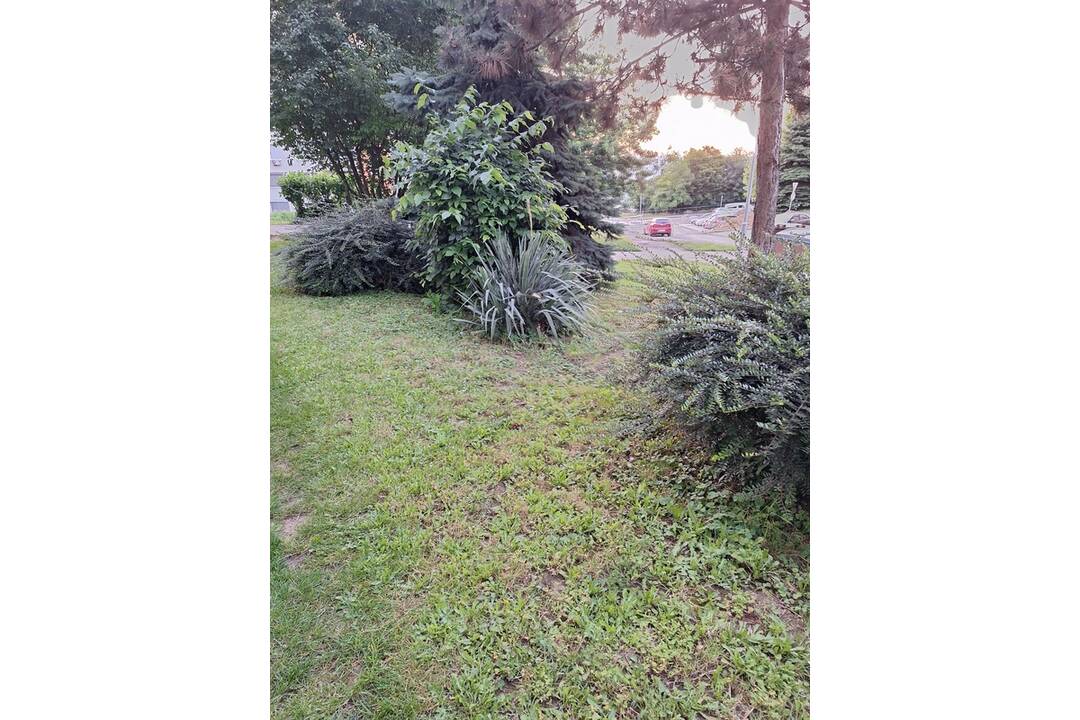 FOTO: Akčná Nitrianka zobrala kosačku a vyriešila problém s vysokou trávou pri paneláku, foto 9