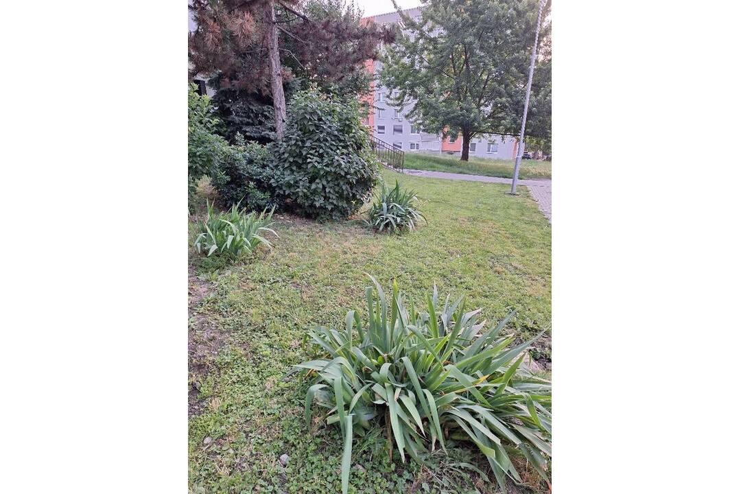 FOTO: Akčná Nitrianka zobrala kosačku a vyriešila problém s vysokou trávou pri paneláku, foto 11