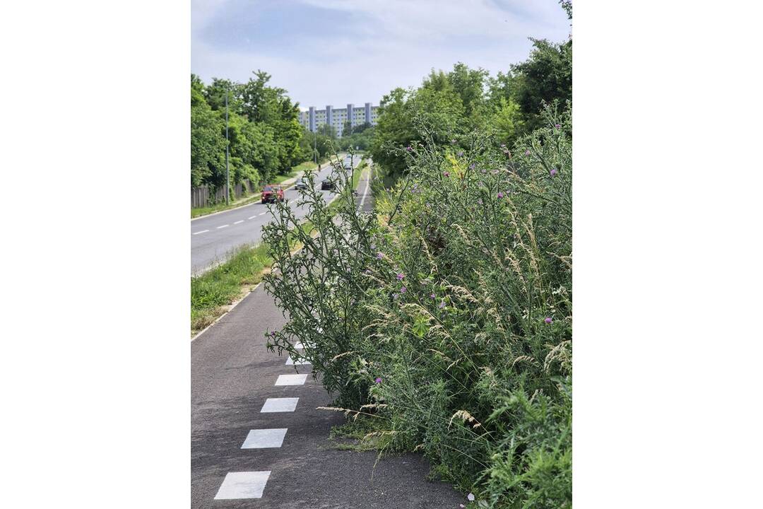 FOTO: Takéto zarastené cyklotrasy, ako majú v Nitre, ste ešte nevideli, foto 3
