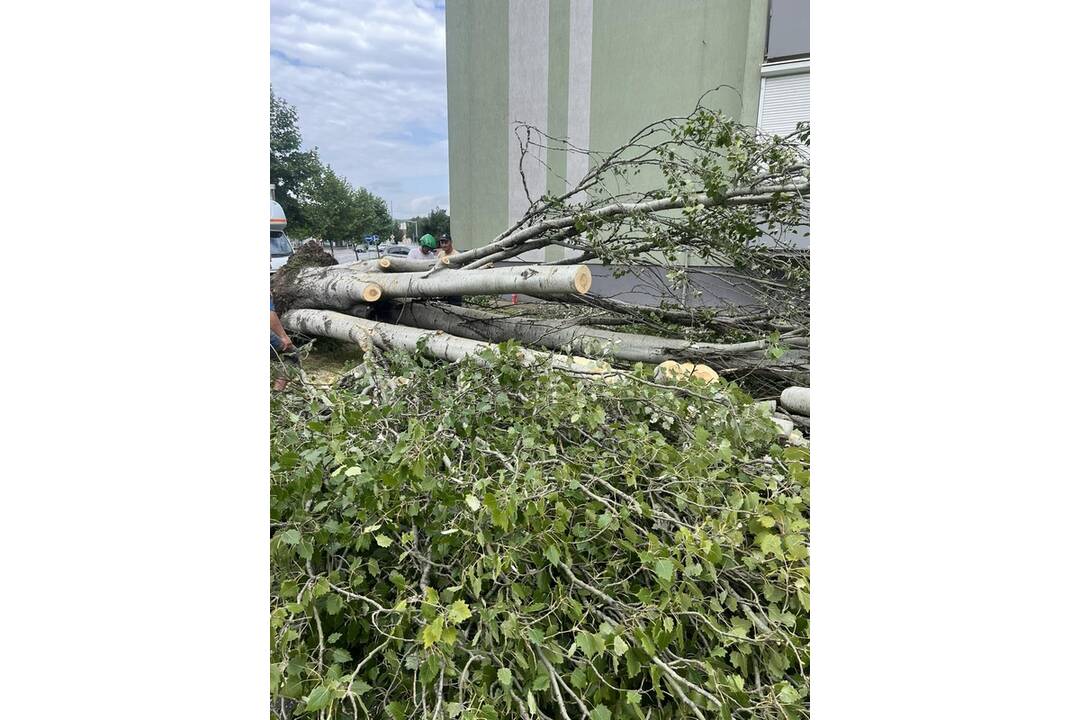FOTO: V Nových Zámkoch už odstraňujú škody aj popadané stromy a konáre, foto 8