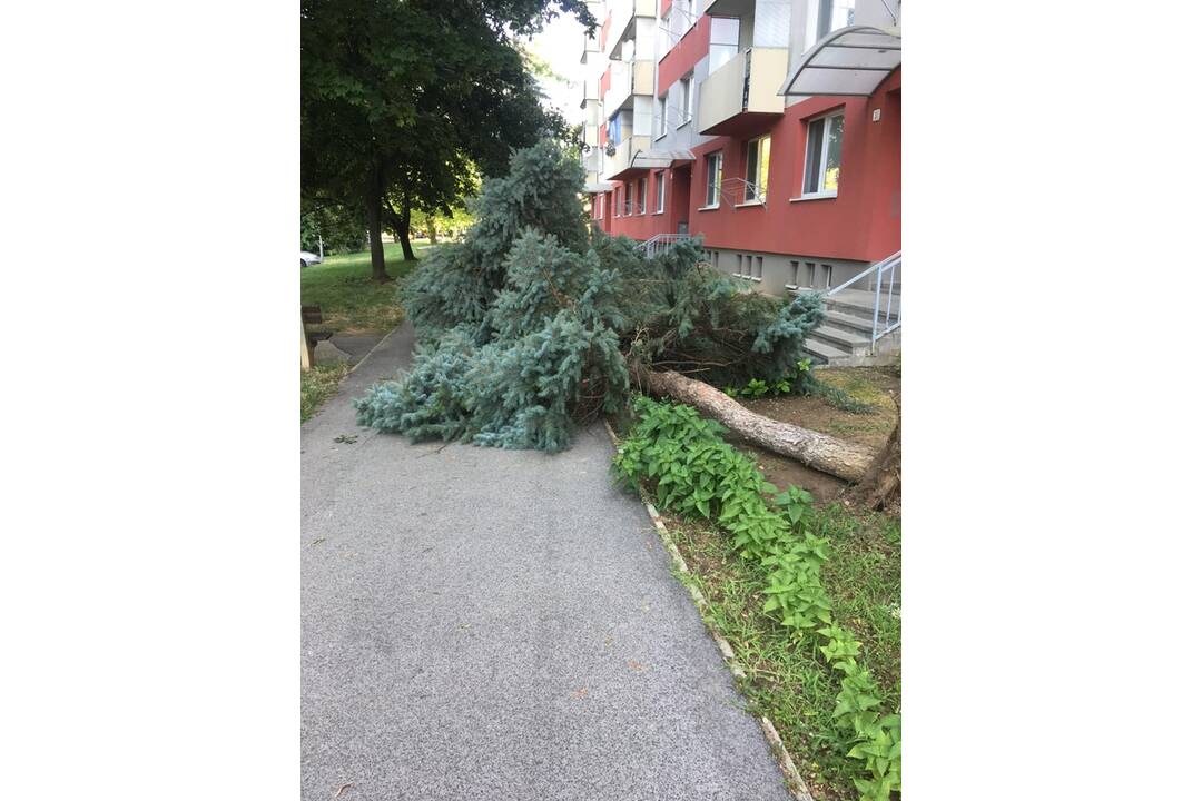 FOTO: Búrka lámala v Nitre stromy, mnohé spadli aj pred vchody do panelákov, foto 1